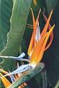 Bird of Paradise 0.jpg